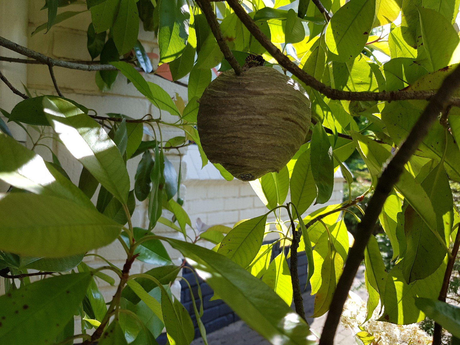 Een wespennest in de boom Afbeelding